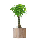 【送料無料】観葉植物 パキラ 8号 インテリア鉢カバー「Ecological Cube」仕様【高級感溢れる立札&花言葉カード、欧州から輸入の装飾リボン付】インテ...