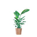 【送料無料】観葉植物 ストレリチア・オーガスタ 10号 インテリア鉢カバー「ラウンドウッド」仕様【高級感溢れる立札&花言葉カード、欧州から輸入の装飾リボン付】イ...