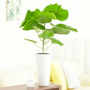 【送料無料】観葉植物 ウンベラータ 6号※白丸陶器鉢お祝い 観葉植物 インテリアグリーン フラワーギフト 贈答 プレゼント 贈り物 全国配送 立札無料 メッセージカード無料