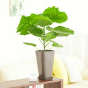 【送料無料】観葉植物 ウンベラータ 6号※黒角プラ鉢(角皿付)お祝い 観葉植物 インテリアグリーン フラワーギフト 贈答 プレゼント 贈り物 全国配送 立札無料...