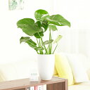 【送料無料】観葉植物 モンステラ 6号※白丸陶器鉢お祝い 観葉植物 インテリアグリーン フラワーギフト 贈答 プレゼント 贈り物 全国配送 立札無料 メッセージ...