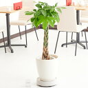 【送料無料】キャスター(白)付 観葉植物 パキラ 8号※白丸鉢カバー付【花言葉カード付】お祝い 観葉植物 インテリアグリーン フラワーギフト 贈答 プレゼント ...