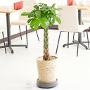 【送料無料】キャスター(黒)付 観葉植物 パキラ 8号※白バスケット鉢カバー付【花言葉カード付】お祝い 観葉植物 インテリアグリーン フラワーギフト 贈答 プレ...