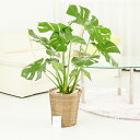 【送料無料】観葉植物 モンステラ 8号※バスケット鉢カバー付【花言葉カード付】お祝い 観葉植物 インテリアグリーン フラワーギフト 贈答 プレゼント 贈り物 全...