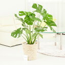 【送料無料】観葉植物 モンステラ 8号※白バスケット鉢カバー付【花言葉カード付】お祝い 観葉植物 インテリアグリーン フラワーギフト 贈答 プレゼント 贈り物 ...