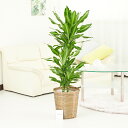 【送料無料】観葉植物 ドラセナ・ジェレ 8号※バスケット鉢カバー付【花言葉カード付】お祝い 観葉植物 インテリアグリーン フラワーギフト 贈答 プレゼント 贈り...
