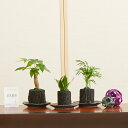 【送料無料】観葉植物　ミニ炭鉢　おまかせ3鉢セット※陶器和皿付お祝い 高級感 インテリア モダン 空気清浄 室内 受付 フラワーギフト 贈答 プレゼント 贈り物 全国配送 メッセージカード無料