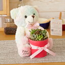 【送料無料】観葉植物 多肉植物(品種おまかせ)寄せ植え with クマのぬいぐるみ(ピンク)流行り おしゃれ お祝い インテリア 室内 フラワーギフト 贈答 プ...