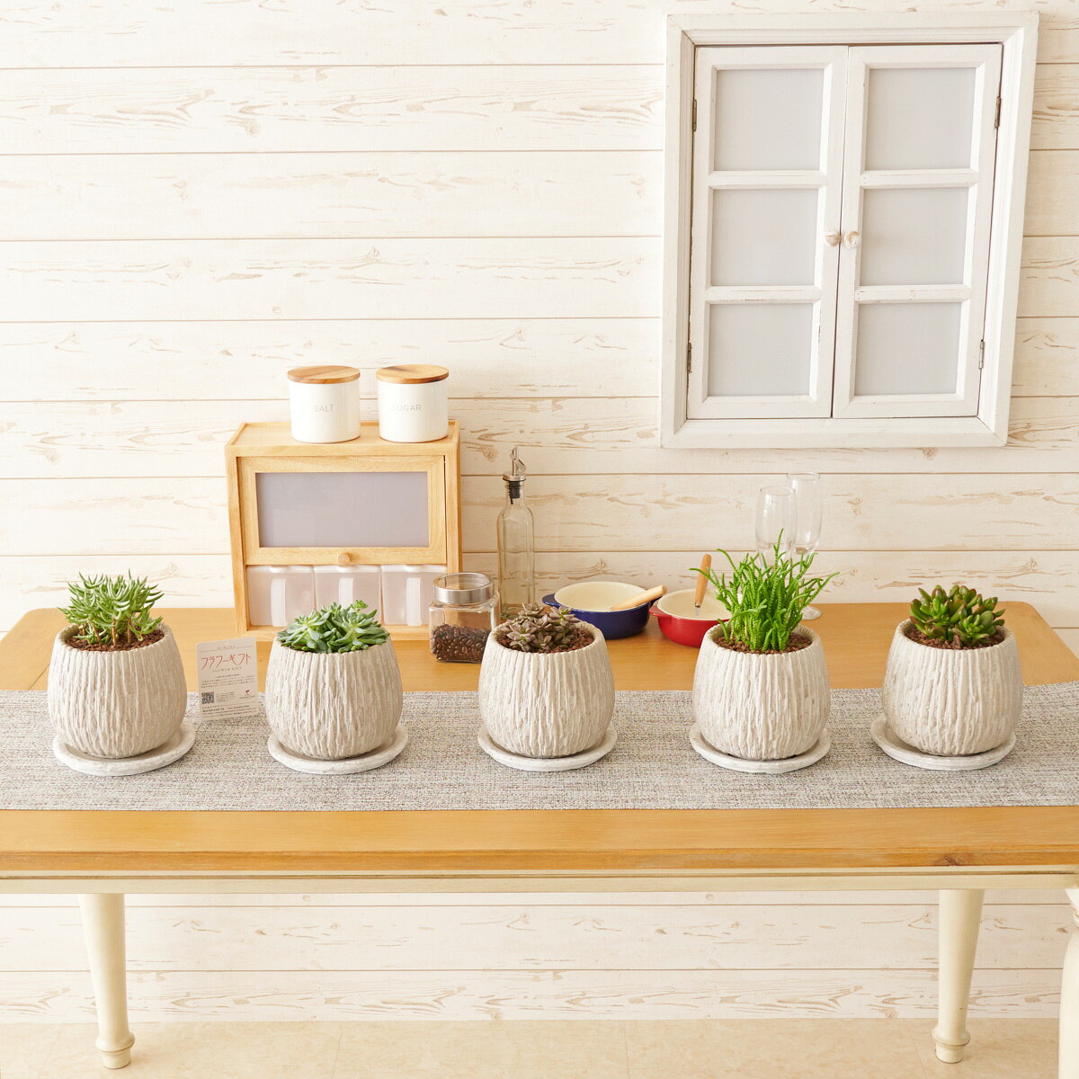 【送料無料】観葉植物　多肉植物　品種おまかせ5種アソート　オベリスクアンフレベージュ※鉢皿付流行り おしゃれ お祝い インテリア 室内 フラワーギフト 贈答 プレゼント 贈り物 全国配送 メッセージカード無料