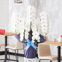 【送料無料】胡蝶蘭5本立(白) 3.5万円コース(50〜55輪程度)胡蝶蘭 コチョウラン 鉢花 お花 誕生日祝い 結婚祝い お祝い フラワーギフト プレゼント ...