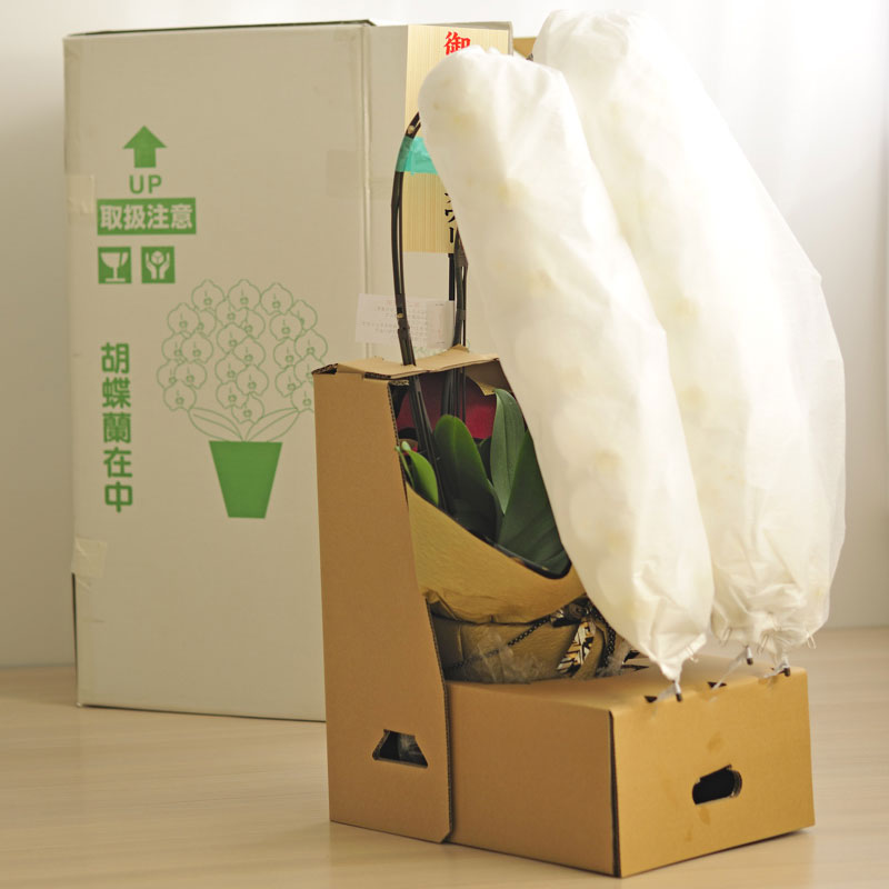 高価なお花の胡蝶蘭はしっかり梱包でお届けしております。ご安心ください。