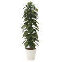【送料無料】造花アート・観葉植物 ジャイアントポトス1.8お祝い アーティフィシャルフラワー 高級 光触媒 消臭 抗菌 防汚 空気浄化 フラワーギフト 贈答 プ...