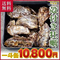 ■ 岡山県 日生産 牡蠣 | 10kgパック、■ナイフ、軍手付■送料無料!一斗缶 サイズBBQ、お花見にも超オススメ!!牡蠣/殻付き/カキ/かき/殻付き牡蠣/海鮮バーベキュー