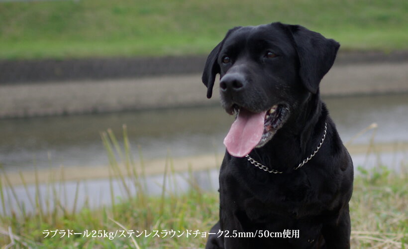 ��3.0mm/62cm��BLC���ƥ�쥹�饦��ɥ��硼���������� �緿����