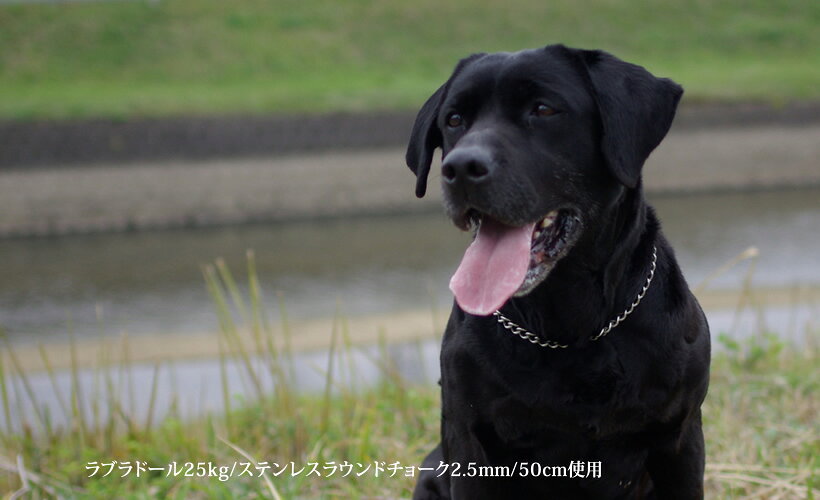 ＜3.0mm/41cm＞BLCステンレスミドルリングチェーン 中・大型犬用