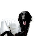 【暑さ対策に】愛犬を守る夏の最強アイテム!BLCオリジナルク...