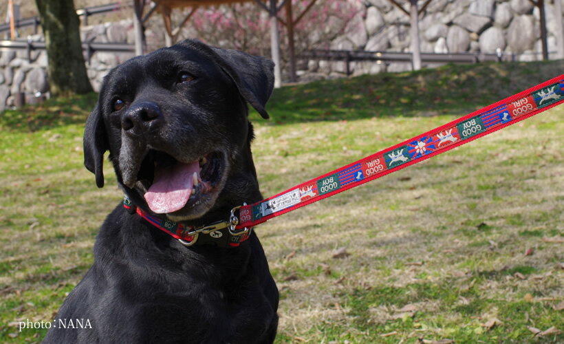 BLC���� ��S�������� �ɥåȥѡ��ץ�