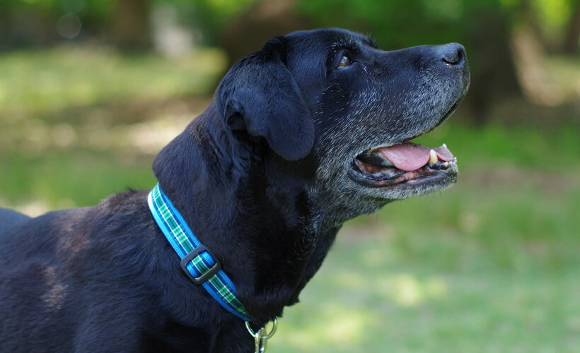 BLC首輪 ＜Mサイズ＞ タータングリーン blacklab-10003312 ザ・ブラックラブカンパニー サンプル画像3