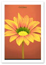 A2サイズ ポスター 【Gazania】 インテリア おしゃれ アート 花 Interior Art Poster