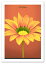 A2 ݥ Gazania ƥꥢ    Interior Art Poster