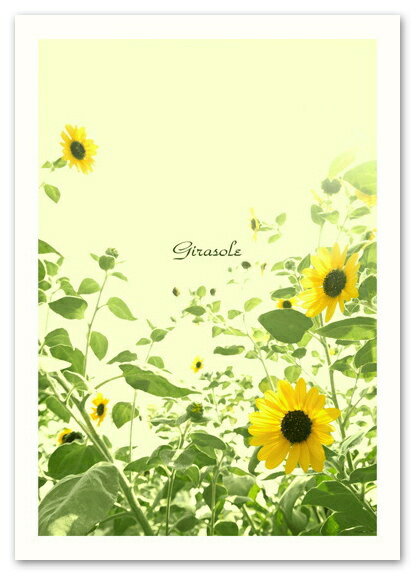 A2サイズ ポスター 【Girasole】 インテリア ひまわり 植物,花ポスター Interior Art Poster