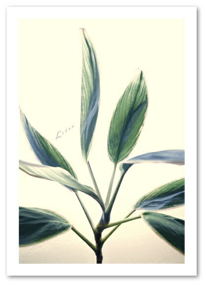 楽天ポスター販売【blank-wall】A2サイズ ポスター 【Lilou】 インテリア アート 植物,花 フォト Interior Art Poster