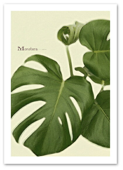 A2サイズ ポスター 【Monstera】アート 植物 花 モンステラ Art Poster