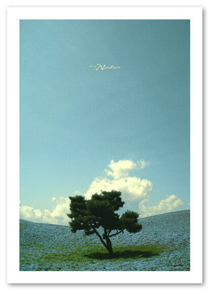 A2サイズ ポスター 【Nemophila】 インテリア アート 風景,景色 フォト Interior Art Poster