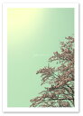 A3サイズ ポスター  インテリア アート 植物,花 桜ポスター Interior Art Poster