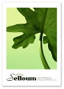 A2サイズ ポスター 【Selloum】 インテリア アート 植物,花ポスター Interior Art Poster