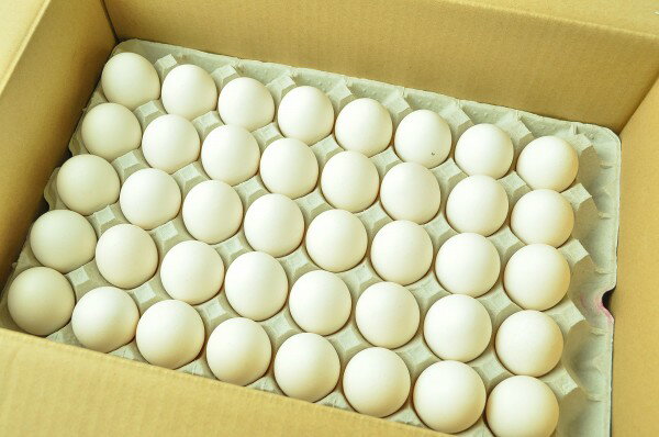 【朝市場直行】バラ詰め鶏卵（M）　157-172個前後　国産　10kg位　【冷蔵】