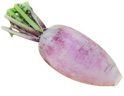 【朝市場直行】群馬県ほか　紫大根（むらさきだいこん）1本　約400〜500g　x6個セット【冷蔵】