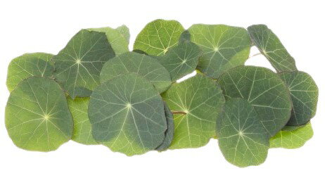 【送料無料】【朝市場直行】愛知県ほか ナスタチウムの葉 PC 約20枚 x2個セット【冷蔵】