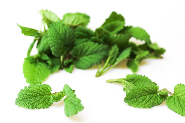 【送料無料】【朝市場直行】愛知県ほか レモンバーム(メリッサ)PC 約15g x2個セット【冷蔵】