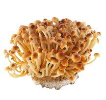 【朝市場直行】長野県ほか かきの木茸 PC 約100g x4個セット【冷蔵】