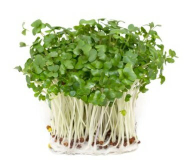 【朝市場直行】マスタードスプラウト PC 約20g x6個セット【冷蔵】