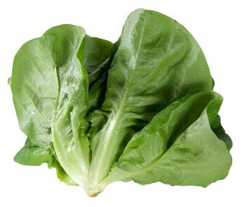 【送料無料】【朝市場直行】千葉県ほか サラダ菜(袋) 約60g〜100g x2個セット【冷蔵】