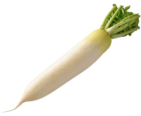 【朝市場直行】千葉県ほか 大根 2Lサイズ 1本 約1.2kg x6個セット【冷蔵】