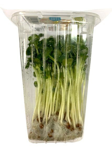 【朝市場直行】神奈川県ほか　かいわれ　貝割れ大根　カイワレ　PC　約50g【冷蔵】