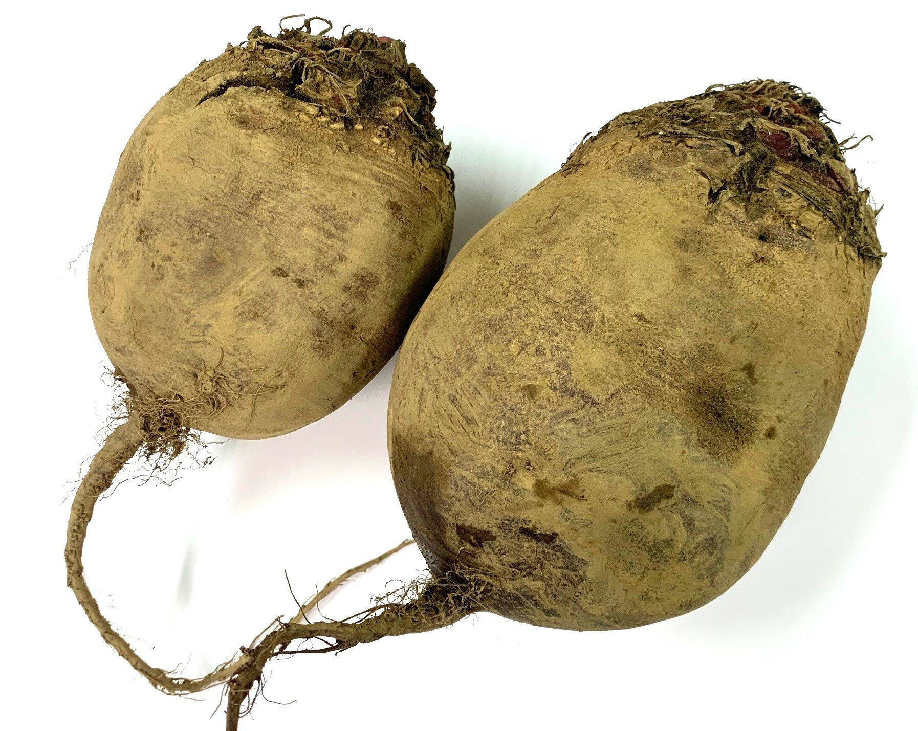 【送料無料】【朝市場直行】オーストラリアほか ビーツ 1kg x2個セット【冷蔵】