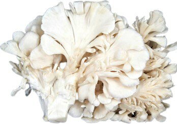 【送料無料】【朝市場直行】新潟県ほか 白舞茸(白まいたけ)PC 約100g x2個セット【冷蔵】