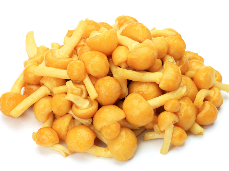 【送料無料】【朝市場直行】山形県ほか なめこ(袋)約100g x2個セット【冷蔵】