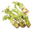 【送料無料】【朝市場直行】山形県ほか たらの芽(袋)約50g x2個セット【冷蔵】