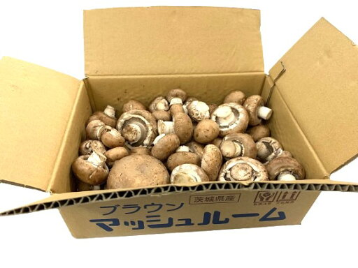 【朝市場直行】茨城県ほか 業務用 ブラウンマッシュルーム 1kg x4個セット【冷蔵】 【朝市場直行】茨城県ほか 業務用 ブラウンマッシュルーム 1kg x4個セット【冷蔵】