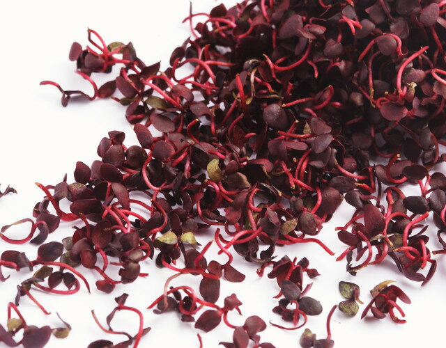 【送料無料】【朝市場直行】福岡県ほか 紅たで(赤芽)PC 約30g x2個セット【冷蔵】