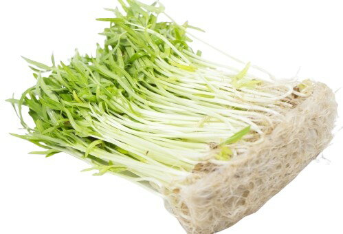 【朝市場直行】岐阜県ほか 空芯菜 空心菜の芽 PC 約100g x4個セット【冷蔵】