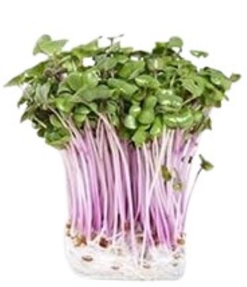 【送料無料】【朝市場直行】埼玉県ほか カイワレ大根 ベニーナ PC 約60g x2個セット【冷蔵】