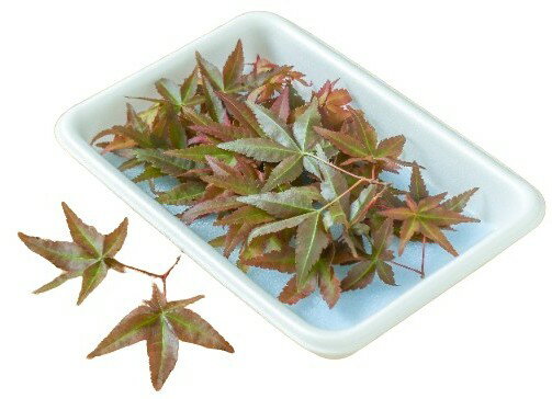 【送料無料】【朝市場直行】静岡県ほか 紅葉(もみじ)赤 PC 約10枚 x2個セット【冷蔵】