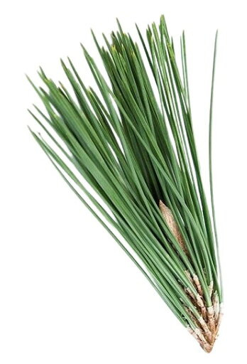 【朝市場直行】秋田県ほか 松葉 PC 約50g x4個セット【冷蔵】 【朝市場直行】秋田県ほか 松葉 PC 約50g x4個セット【冷蔵】