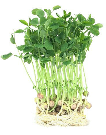 【朝市場直行】山梨県ほか 豆苗(袋)約250g x6個セット【冷蔵】